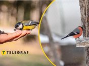 Корм для животных