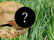 Редкую птицу увидели в центре Украины