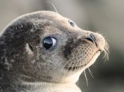 Тюлени превратились в опасных морских животных