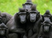 Названы самые умные животные на планете