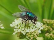 Мухи - настоящие вредители