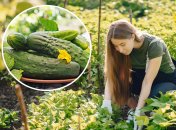 Як підгодувати огірки дріжджами