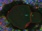 Биологи впервые вырастили полноценные яйцеклетки в лабораторных условиях