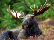 Суд решил, что лось должен остаться в Красной книге