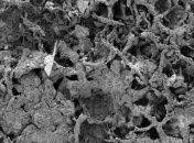 Новое открытие доказывает, что грибы появились намного раньше, чем считалось