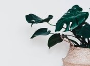 Ці рослини сіють навколо себе атмосферу радості та благополуччя