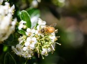 Пчелы в саду - гарантия отличного урожая