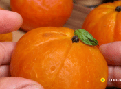Рецепт апетитної закуски