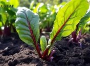 Несладкая свекла может испортить вкус блюда