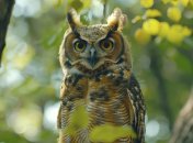 Латинское название: Bubo bubo