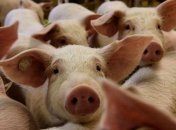 Экспорт американской свинины может сократиться