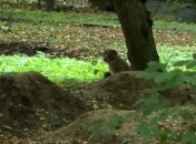 В Виннице ищут сбежавшую из зоопарка обезьяну
