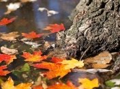 Забудьте о бабьем лете: с понедельника похолодание и заморозки ночью