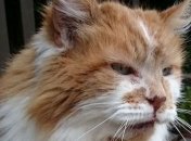 Найстаріший у світі кіт помер у Британії (Фото)