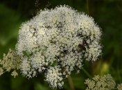 Народное средство может помочь в терапии COVID: ученые сделали "многообещающие" выводы