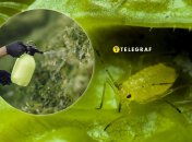 Як врятувати сад від попелиці — простий спосіб