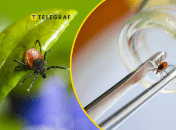 Коллаж "Телеграфа"