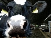 28 человек контактировали с зараженным сибирской язвой мясом