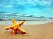 Кого нужно опасаться на пляже 