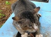 Кошка Хатико: животное уже год живет на могиле своей владелицы