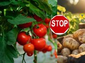 Помідори не друзі картоплі