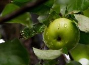 Погода 11 сентября: большинство областей Украины накроют дожди 