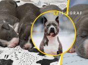 Маленькие щенки вырастают в немалую собаку