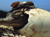 Палеонтологи нашли яйца древнейших крокодилов 