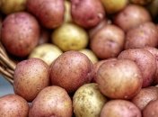 В Україні почала дешевшати картопля