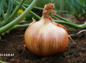 Как вырастить большой лук