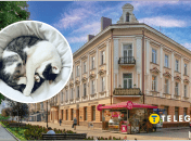 У Тернополі побачили зухвале кошеня