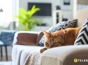 Видалення запаху кота з квартири може бути цілком здійсненне (фото створене з допомогою ШІ)