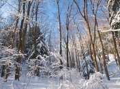 Прогноз погоды в Украине на 14 декабря: в стране потеплеет