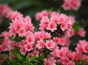 Азалия украсит сад, а заодно предотвратит сорняки
