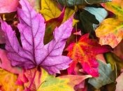 Лучшие идеи, что делать с опавшей листвой осенью (Фото)