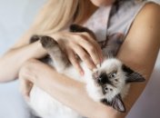 Кошка на руках не всегда чувствует себя комфортно