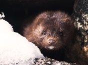 Животные на норковых фермах в Нидерландах подхватили коронавирус