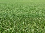 Красивый газон сделать несложно