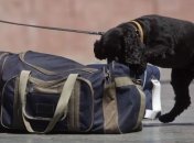 Собака нашла наркотики в мобильном телефоне