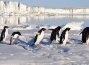 Ученые нашли в брачном зове пингвинов сходство с человеческой речью