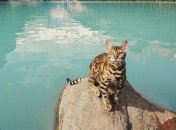 Кошка, которая путешествует по миру (Фото)