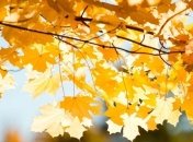 В Украину придет октябрьское "бабье лето"