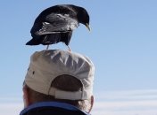 Галки оказались способны "рассказывать" соседям о негативном опыте "общения" с людьми