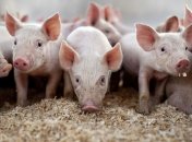 В Украине зафиксировали новые вспышки АЧС 