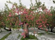 Эксперт: единственным рынком сбыта для яблок была Россия