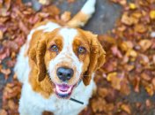 Какой сегодня праздник - Симеонов день