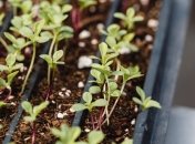 Что можно сеять на рассаду в феврале