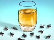 Избавиться от мух можно лишь одним уксусом