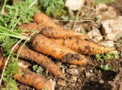 Морковь не любит органические удобрения