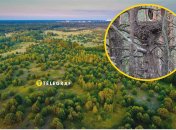 Редкая птица